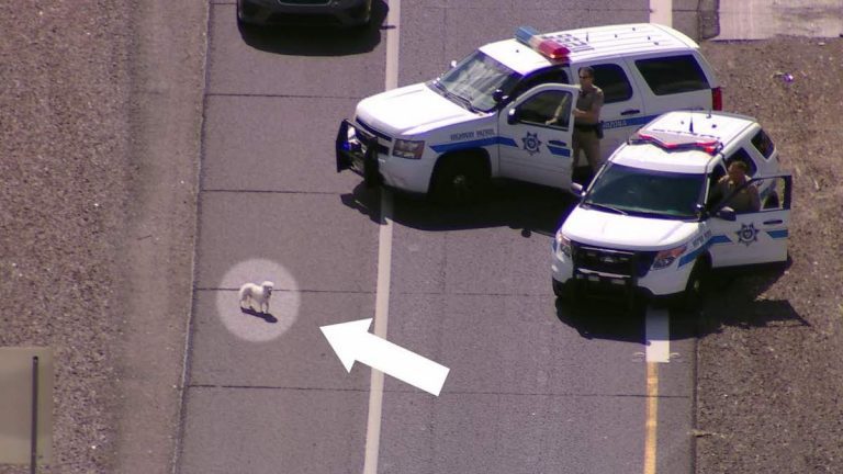 Police Save Two Puppies On Busy Freeway After Cutest Chase Ever