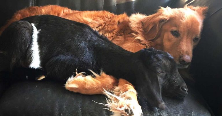 Goat Comforts Dog Who Just Lost His New Best Friend