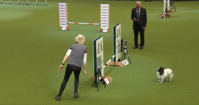 Stubborn Papillon Hilariously Refuses To Do Agility Course at Prestigious Competition