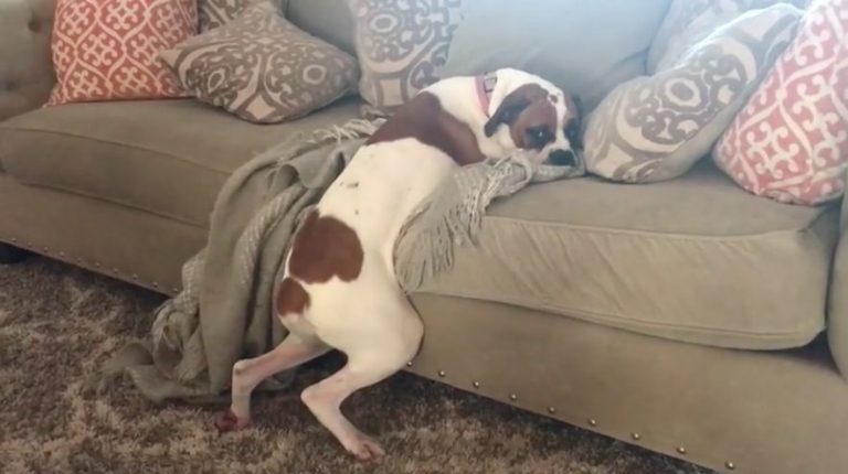 Dog Not Allowed On Couch Hilariously Tries To Bend The Rules