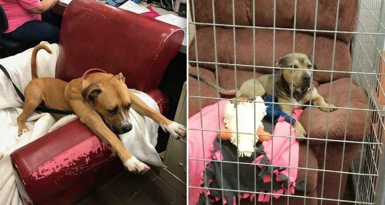 Shelter Gives Dogs Comfy Armchairs To Make Them Feel At Home