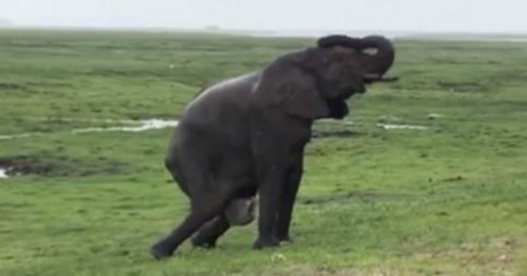 Elephant Gives Birth In Middle of a Safari, Seconds Later The Herd Greets New Baby