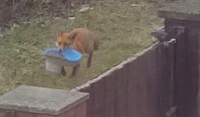 Wild Fox Channels His Inner Puppy Playing With Stolen Slipper