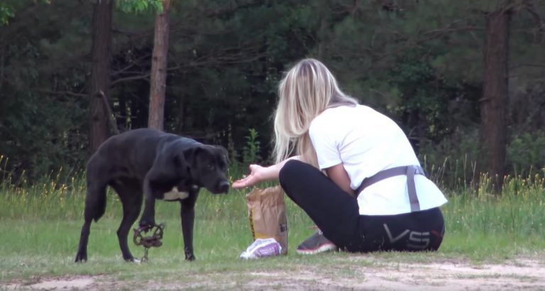 Stray Dog Suffers For Days After Stepping On Cruel Coyote Trap Until Help Finally Comes
