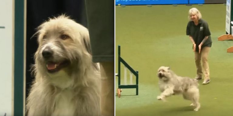 Rescue Dog Hilariously Fails Agility Course But Makes Everyone Smile