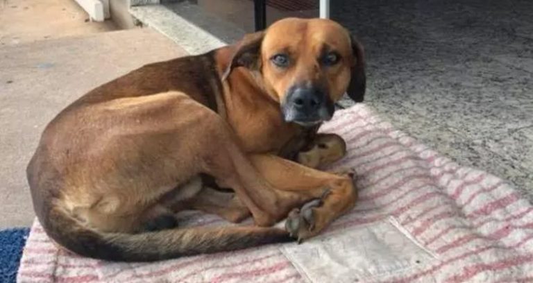 Loyal Dog Refuses To Leave Hospital Where His Owner Died Four Months Ago