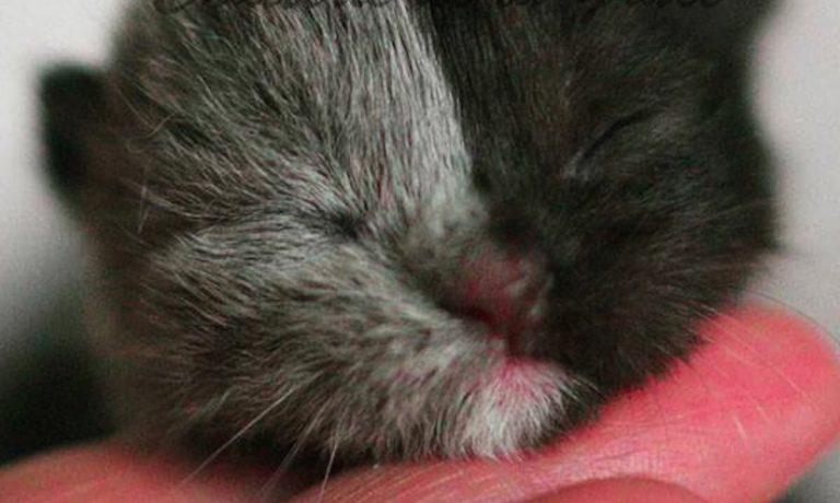 Cat Born With ‘Two Faces’ Grows Up To Become Stunningly Beautiful