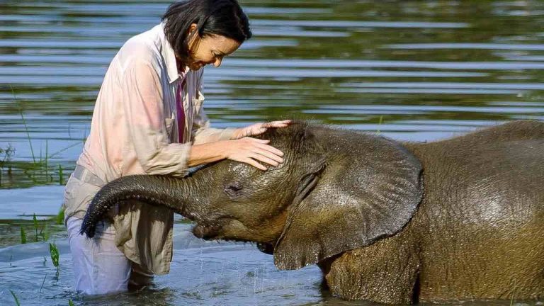 Baby Orphaned Elephant Overcomes His Fear of Water