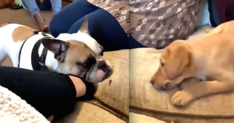 Selfless Puppy Shares Her Biscuit With Her New Bulldog Friend