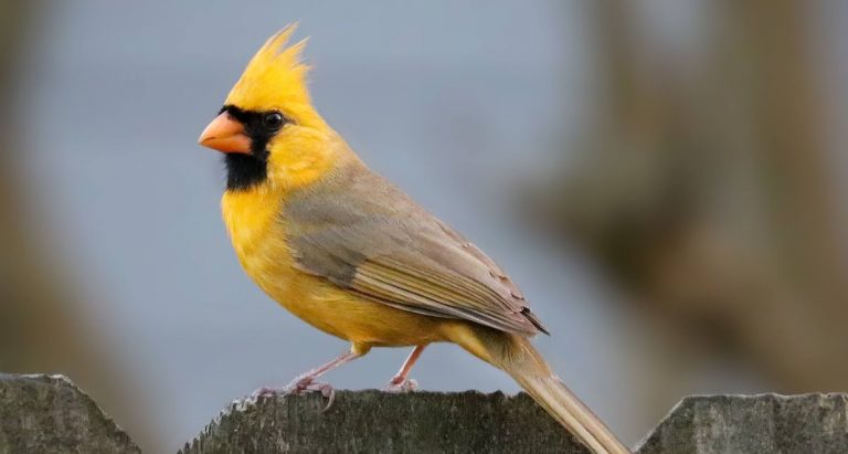 Extremely Rare Yellow Cardinal Photographed In Alabama Is ‘One In A Million’