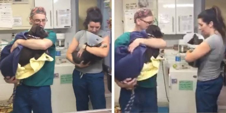 Vets Slow Dance With Puppies To Make Them Feel Better After Surgery