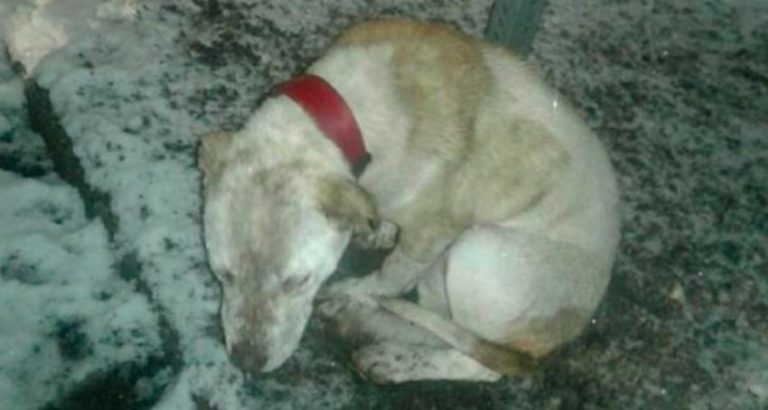 Sweet Dog Found Chained to a Stop Sign in Snowstorm Rescued Just in Time