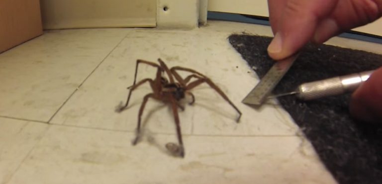 Wolf Spider Lets Man Untangle The Carpet Fibers Wrapped Around Its Feet