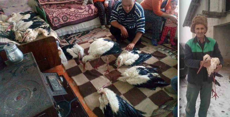 Villagers Open Their Homes To Storks Freezing In Spring Chill