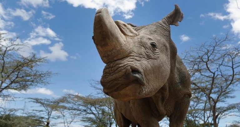 The World’s Last Male Northern White Rhino Has Passed Away