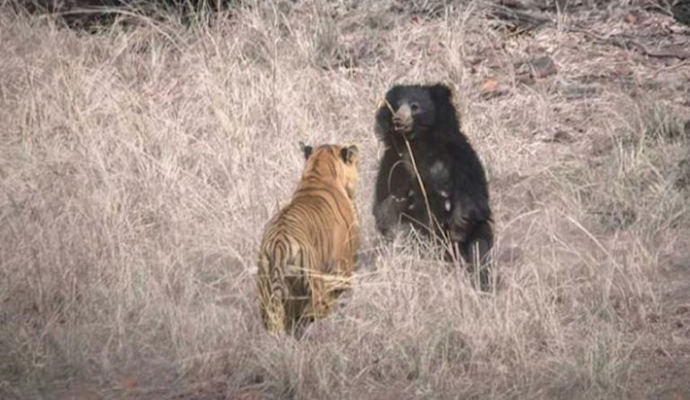 sloth bear and tiger have a fight