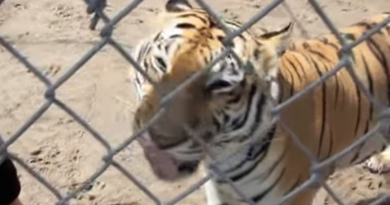 Tigers Can’t Purr – They Make This Sound When They Are Happy Instead