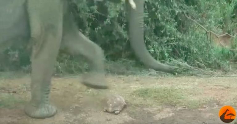 Tortoise Gets In The Way Of Thirsty Herd of Elephants