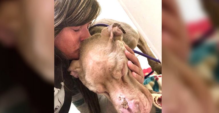 Woman Cradles Shelter Dog In Her Arms Overnight So He Won’t Die Alone