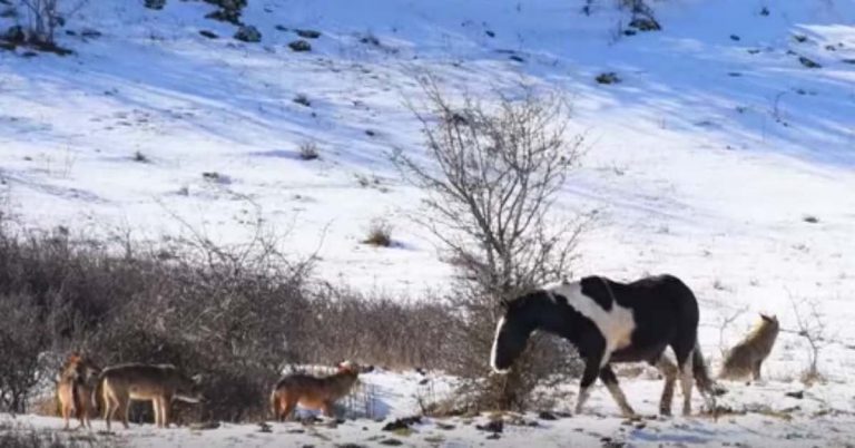Horse Encircled By Wolves Has Reaction That Puzzles The Predators
