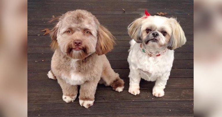Dog Who Looks Like He Has A ‘Man’s Face’ Is Freaking People Out