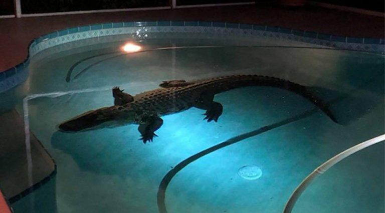 Police Wrangle 11-Foot Alligator After Couple Finds It Swimming In Their Pool