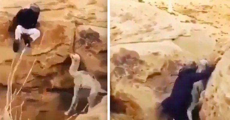 Man Singlehandedly Lifts Trapped Baby Camel Back Up To His Mother