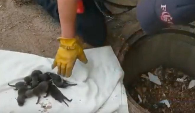Firefighters Pull What They Think Are Puppies From A Storm Drain Only To Get Big Surprise