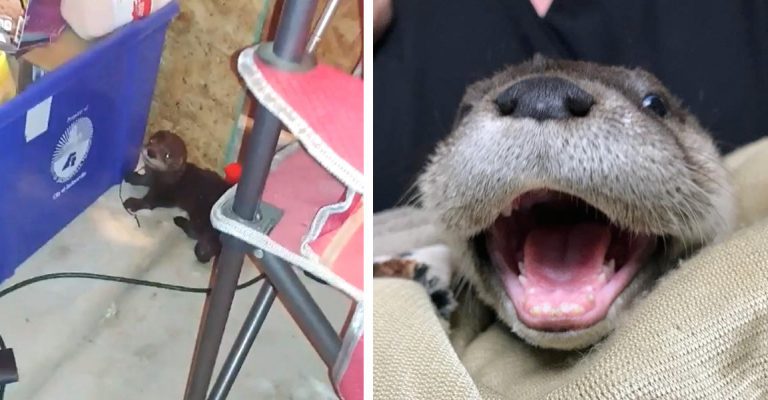 Family Help Orphaned Baby Otter That Wanders Into Their Garage