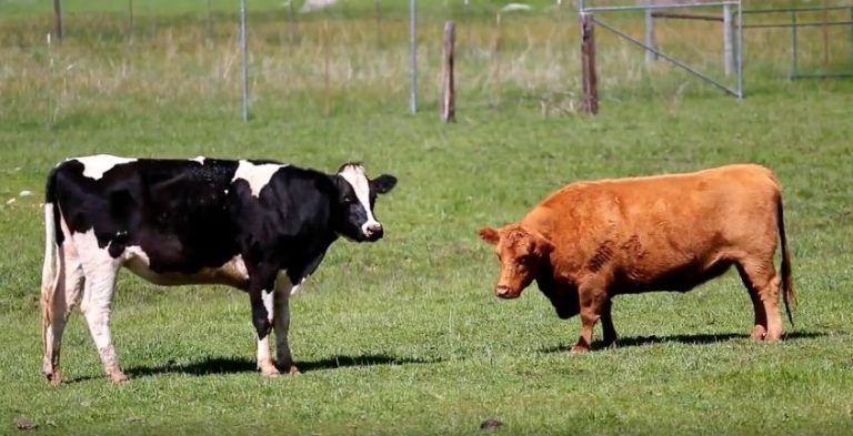 Blind Cow Tries To Play With Other Cow And Makes A New Friend