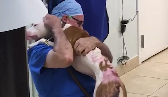 Chained Dog Who Suffered Severe Burns Reunites With The Vet Who Saved Him