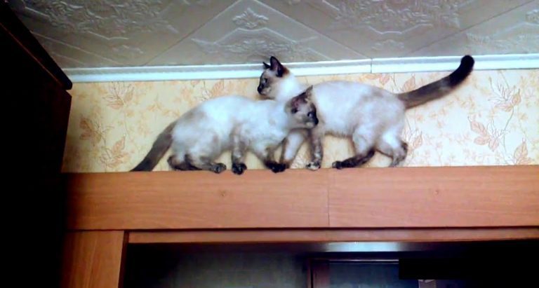 Clever Kittens Figure Out How To Pass Each Other on Narrow Ledge