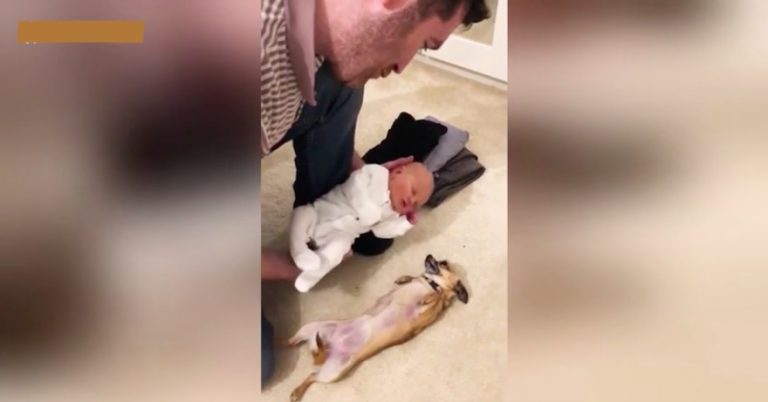 Excited Chihuahua Meets Newborn Baby For The First Time, Her Reaction Stuns Parents