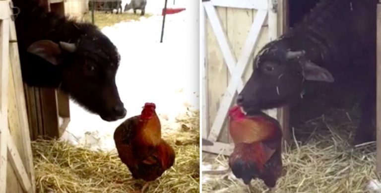Baby Water Buffalo Adorably Licks His Rooster Pal