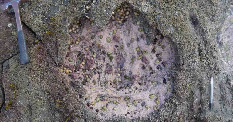 Rare 170-Million-Year-Old Dinosaur Tracks Discovered In Scotland