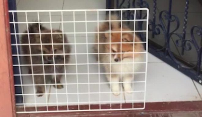 Tiny Dogs Hilariously Think They’re Fenced In