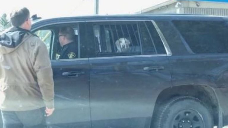 Dog Taken Away By Police After Caught Chasing Deer