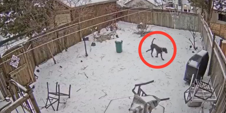 Dog Has Luckiest Moment of Her Life While On Her Potty Break