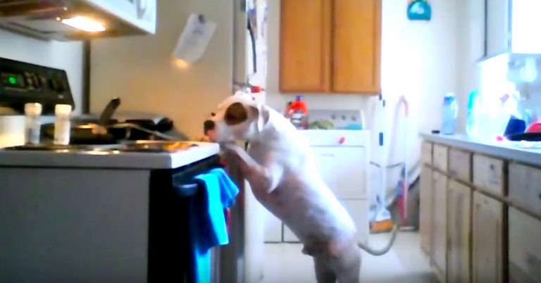 dog raids fridge