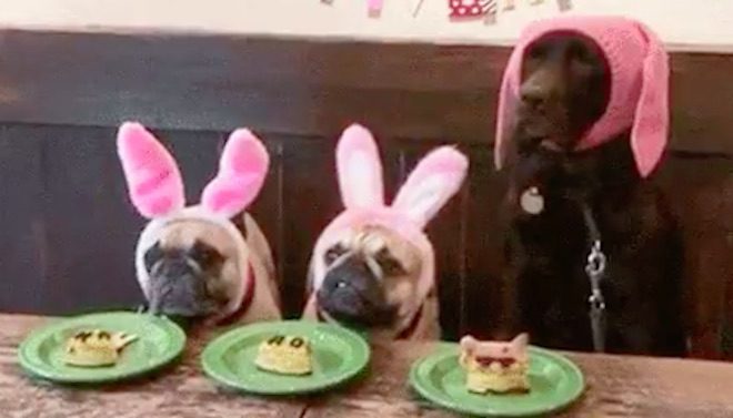 Funny Dog Spoils The Birthday Party Fun
