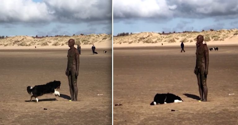 Confused Dog Adorably Tries To Plays Fetch With Statue