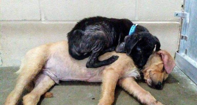 Sick Puppies Meet In Shelter, Give Each Other Comfort