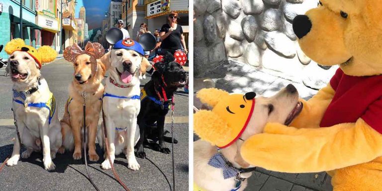 Service Dogs In Training Take Heartwarming Field Trip to Disneyland