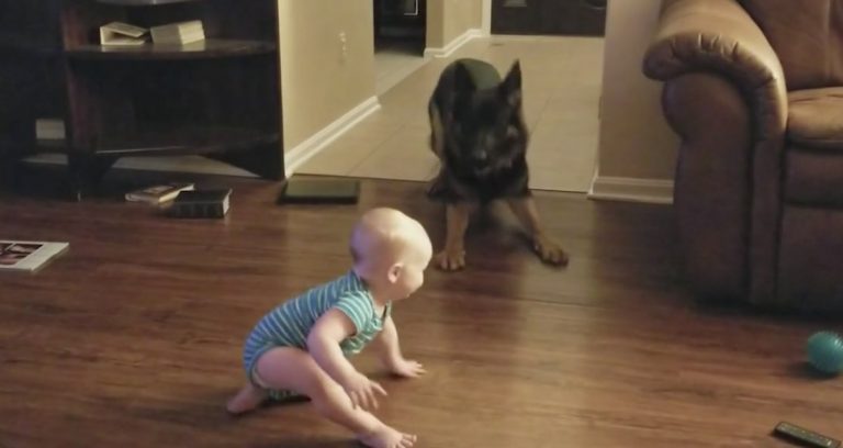 Baby and German Shepherd Play Adorable Game of Chase