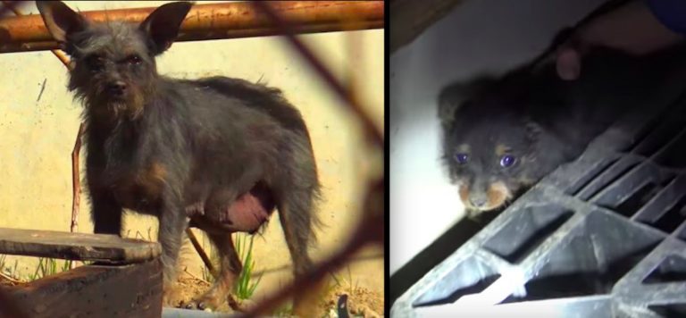 Scared Mama And Puppies Elude Rescuers Desperately Trying To Catch Them