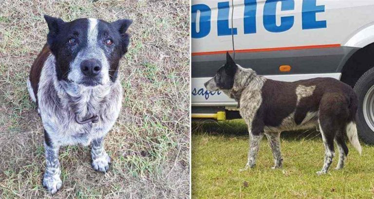 Elderly Deaf Dog Keeps Lost 3-Year-Old Safe Through The Night, Leads Rescuers To Her