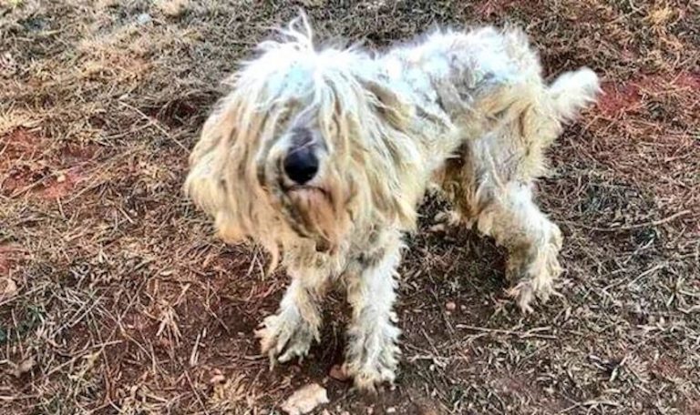 Goldendoodle Found Starving In Woods Was Eating Rocks, Tinfoil And Acorns To Survive