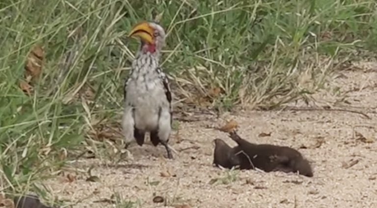 Mongoose Pup Hilariously Plays Dead For Hornbill