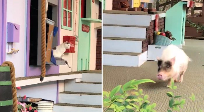Rescue Animals Put On An Incredible Theatre Show That Wows Crowd