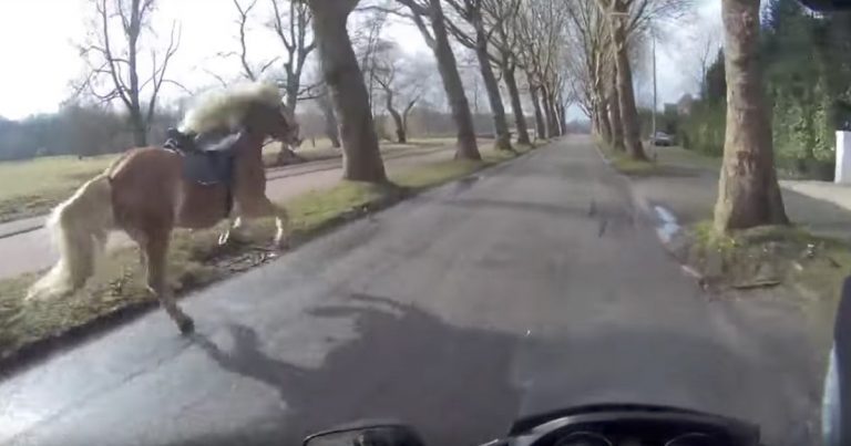Scooter Driver Helps Woman Catch Her Runaway Horse In Heart-pounding Chase